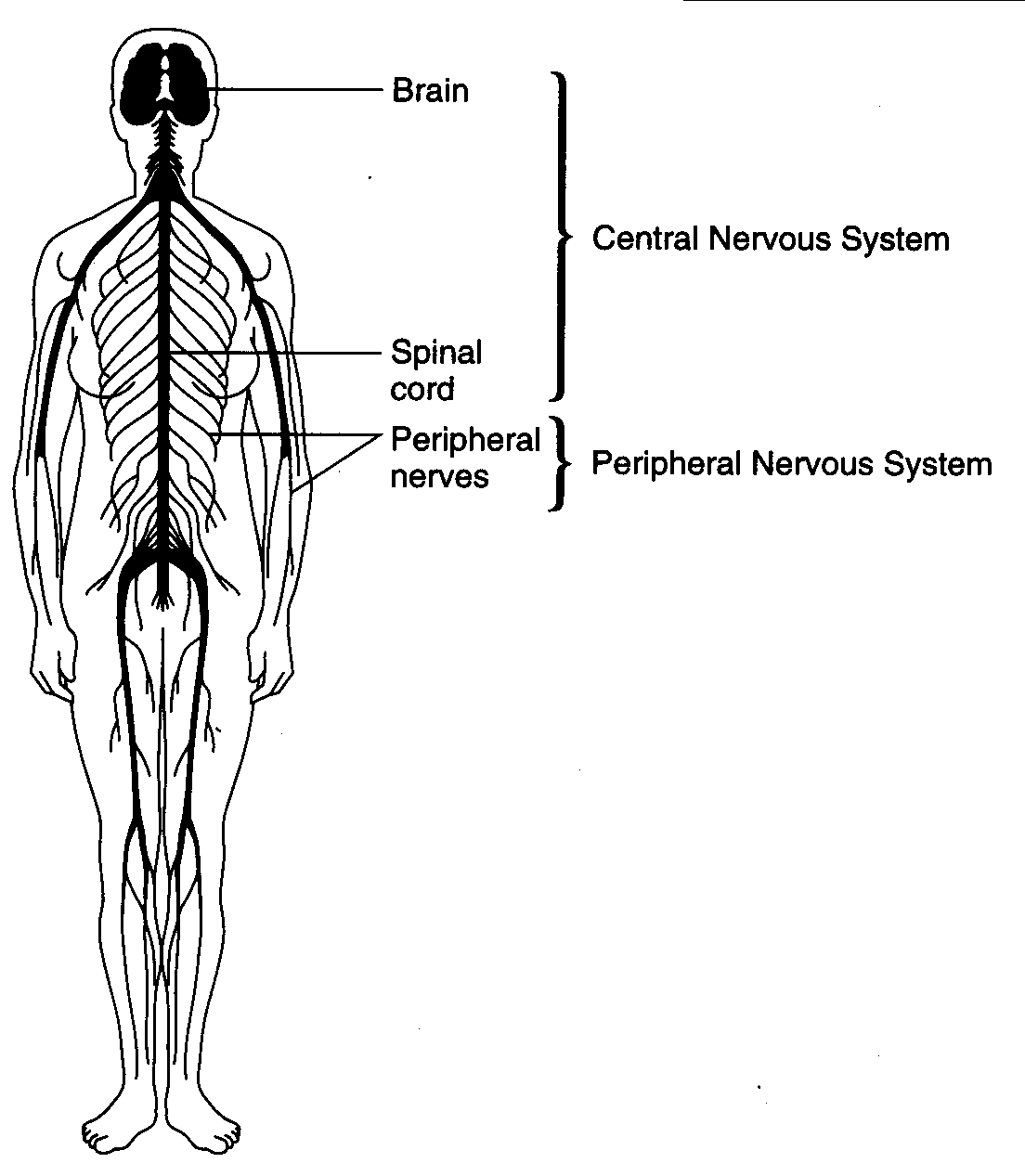 nervous system labeled simple