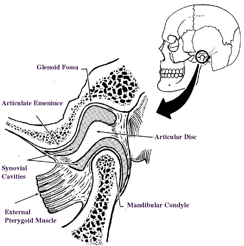 glenoid fossa skull
