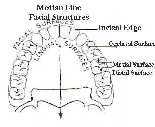 buccal tooth surface