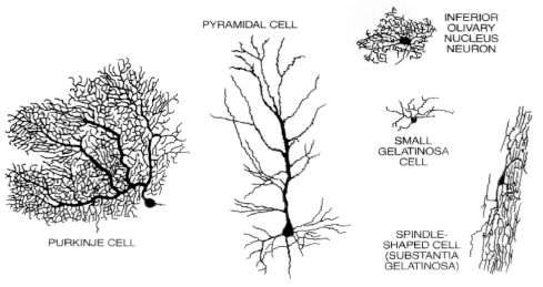 Structural variety of neurons
