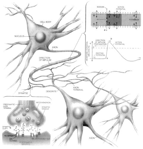How neurons communicate
