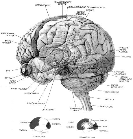 The brain: Organ of the mind