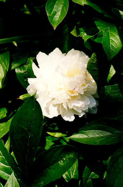 RING98 white peony.tif (711816 bytes)