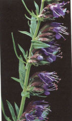 Hyssop Plant